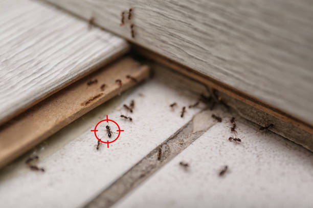 Pest Control Cost in Ashland, CA