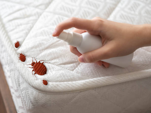 Professional Pest Control in Ashland, CA
