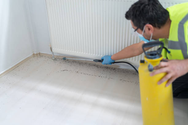 Best Flea Control Services  in Ashland, CA