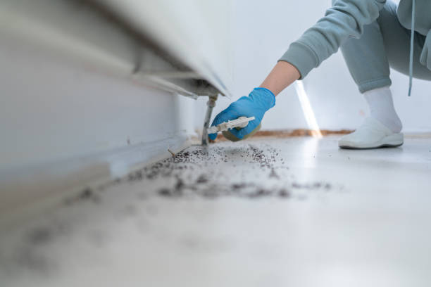 Best Pest Control Near Me in Ashland, CA